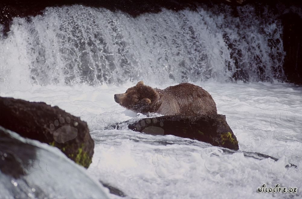 Brown bear shakes water off