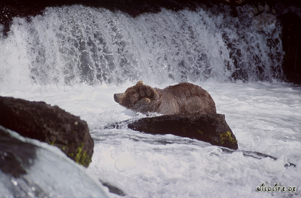 Ours brun secouant l'eau