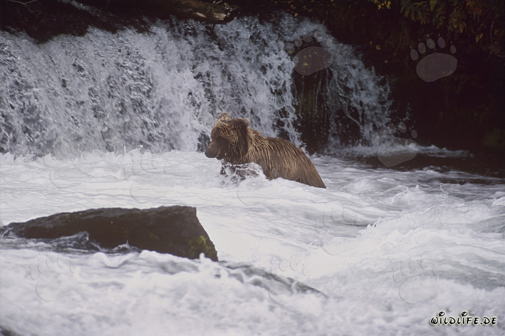 Majestic brown bear at the foot of a stunning waterfall