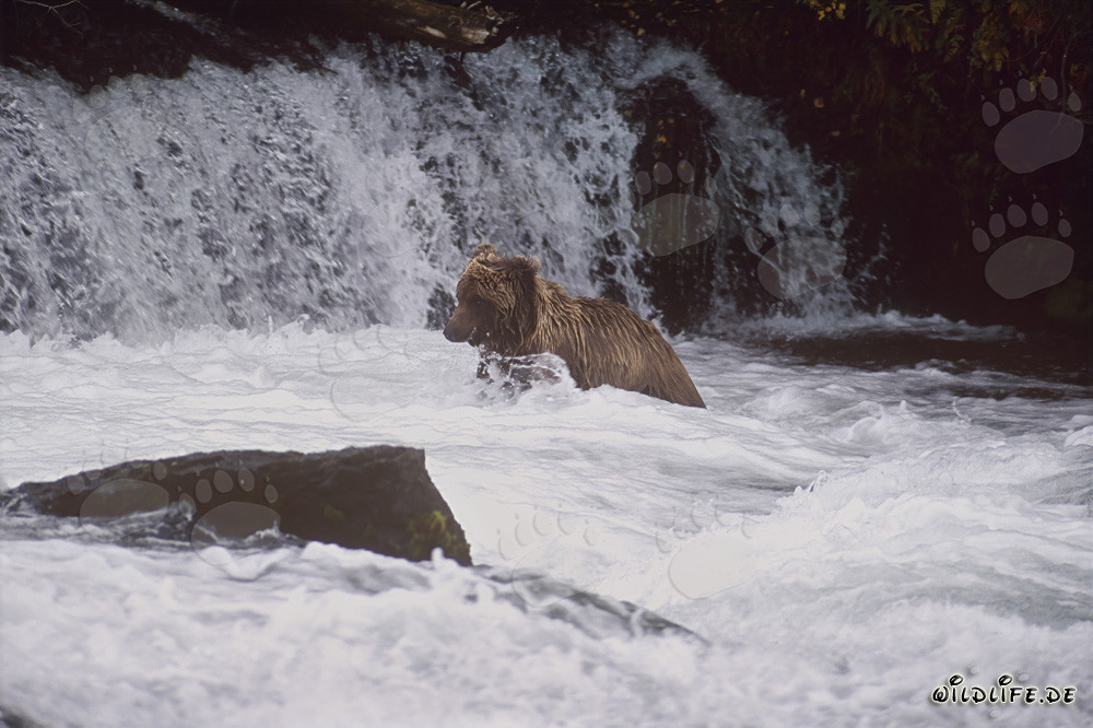 Impressionnant grizzli au pied d'une majestueuse cascade