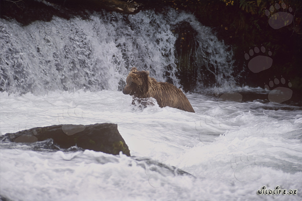 Impressionante orso bruno ai piedi di una maestosa cascata