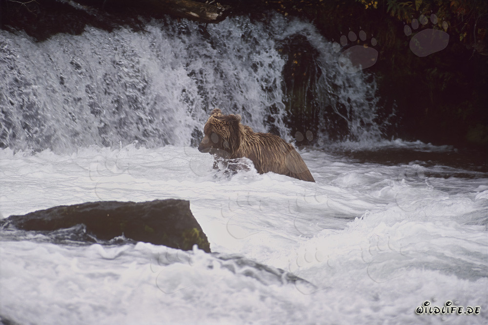 Impresionante oso pardo al pie de una majestuosa cascada
