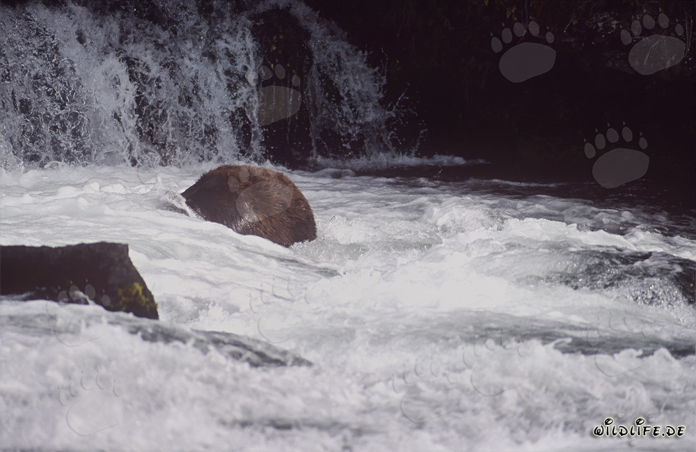 Brown bear fishing underwater at Brooks River waterfall