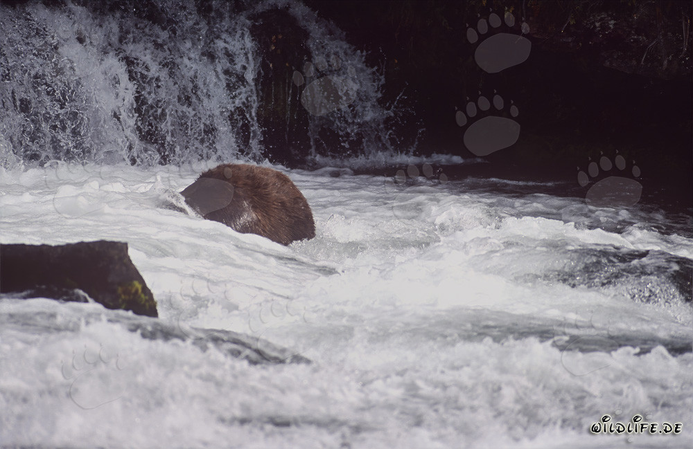 Oso pardo pescando bajo el agua en la cascada del río Brooks