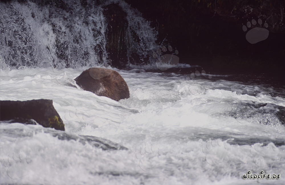 Ours brun pêchant sous l'eau à la cascade de la rivière Brooks