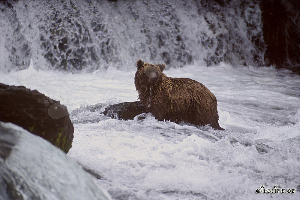 Oso pardo en la cascada del río Brooks en Alaska
