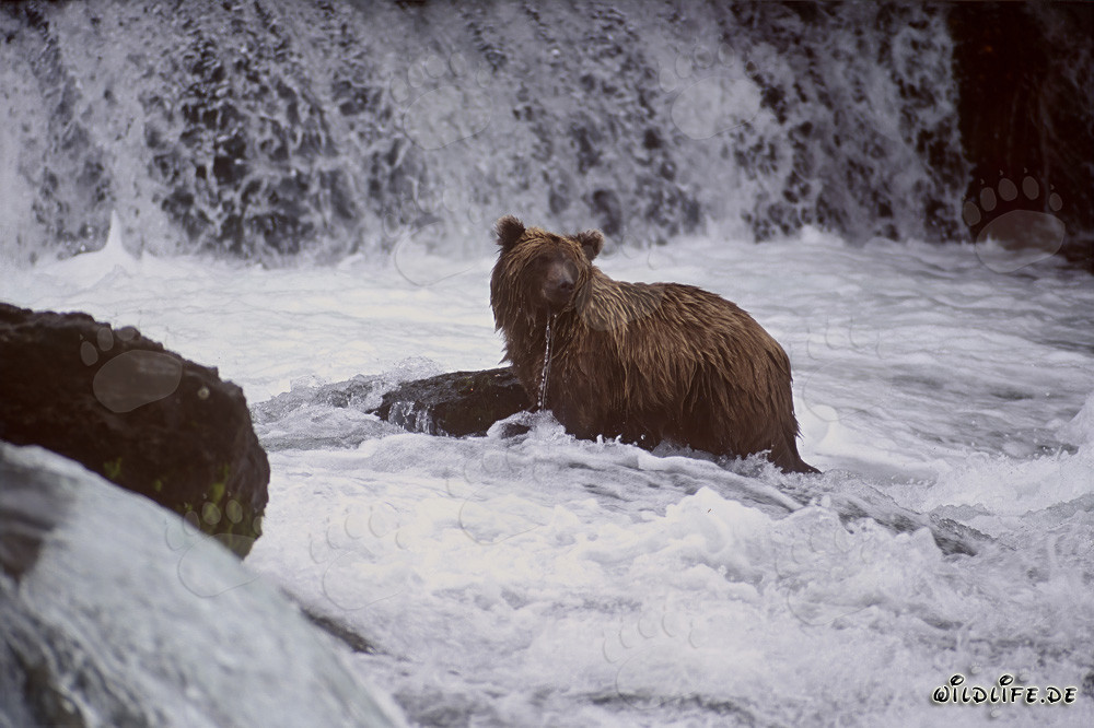 Ours brun au cascade de la rivière Brooks en Alaska