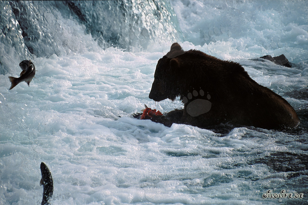 Braunbär fängt Lachsbeute am Wasserfall