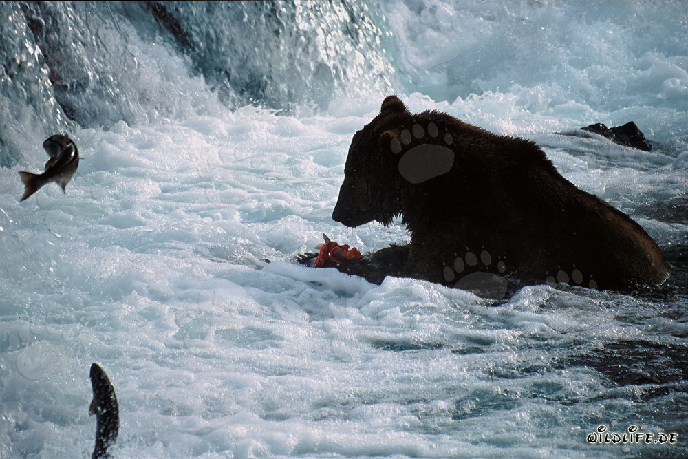 Brown bear catches salmon prey at the waterfall