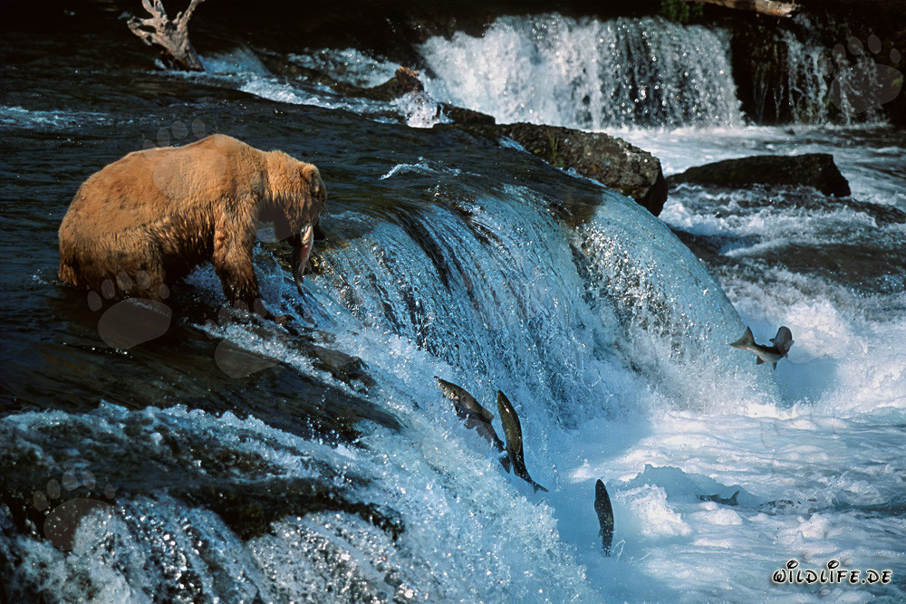 Erfolgreicher Braunbär fängt Lachs am idyllischen Wasserfall in Alaska