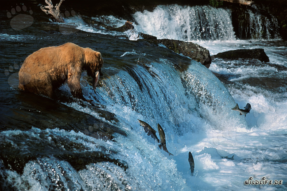 Successful brown bear catches salmon at the picturesque waterfall in Alaska