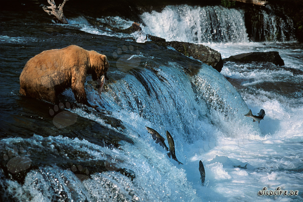 Exitoso oso pardo atrapa un salmón en la idílica cascada en Alaska