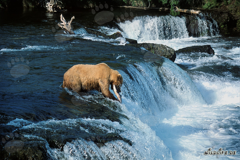 Majestätischer Braunbär fängt einen Lachs am imposanten Wasserfall