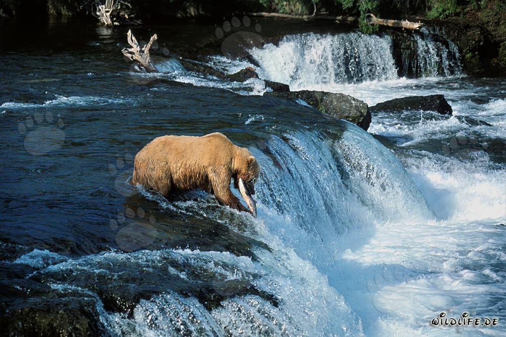 Majestic brown bear catches a salmon at the impressive waterfall