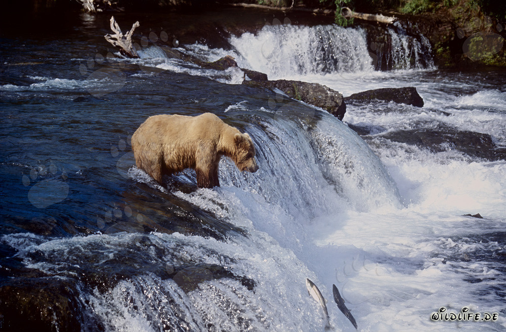 Geduldiger Braunbär wartet am Wasserfall