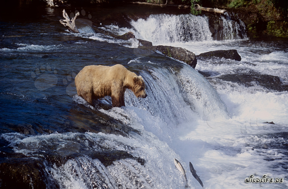Orso bruno paziente aspetta alla cascata