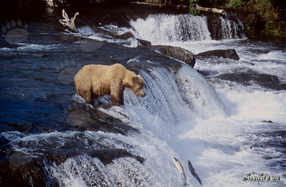 Oso pardo paciente espera en la cascada