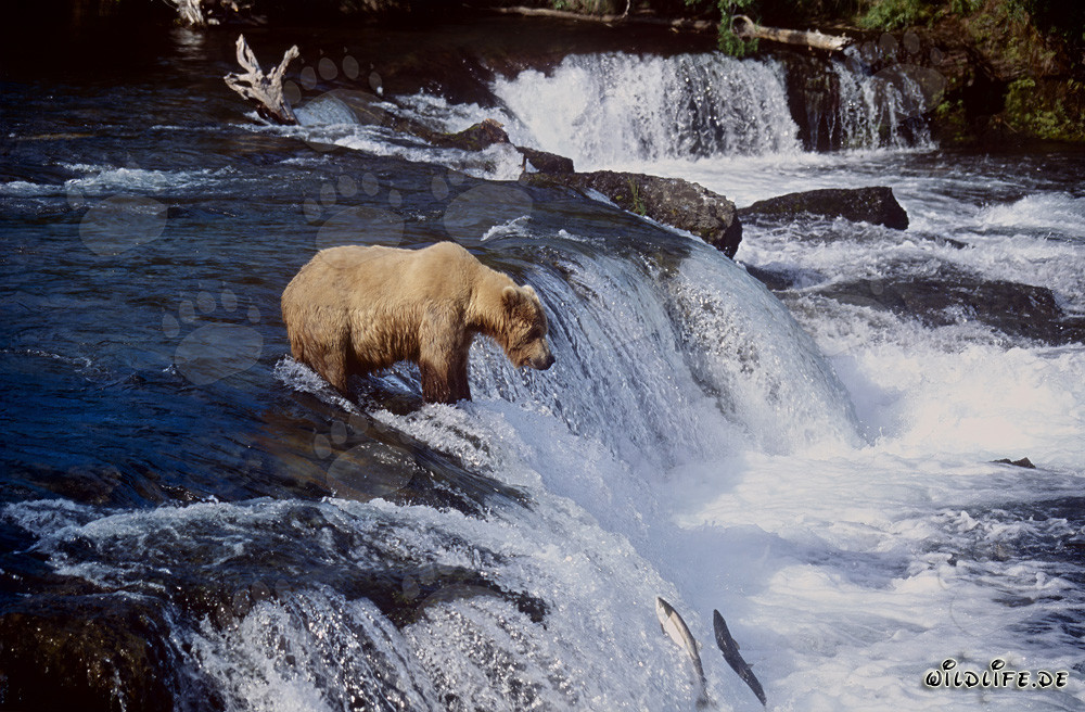 Ours brun patient attend au pied de la cascade