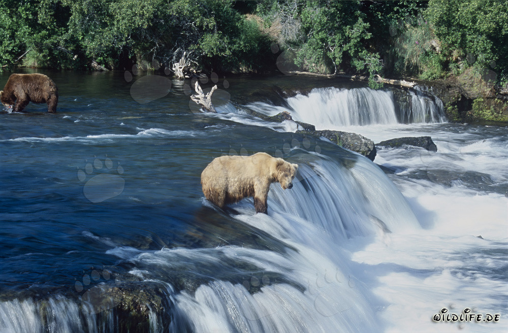 Geduldig wartet der majestätische Braunbär auf einen springenden Lachs