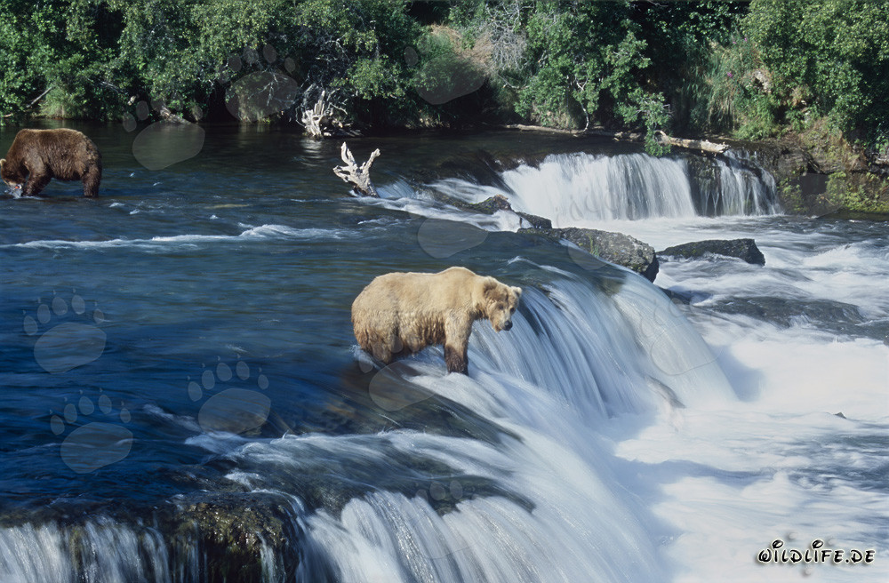 The majestic brown bear patiently waits for a jumping salmon