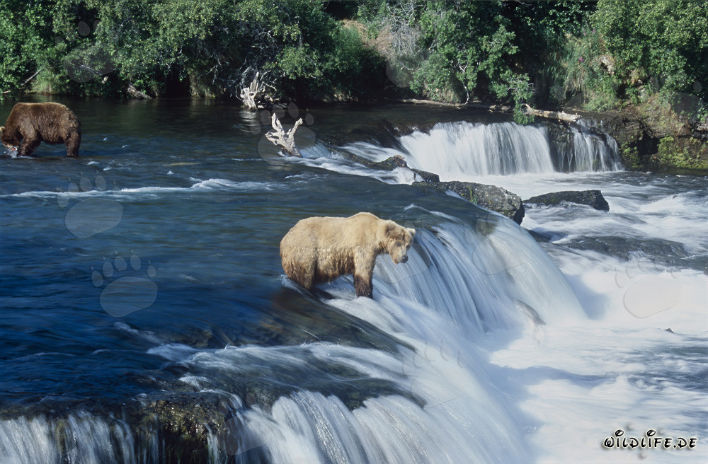 Il maestoso orso bruno aspetta pazientemente un salmone saltante
