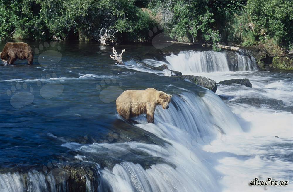 El majestuoso oso pardo espera pacientemente un salmón saltando