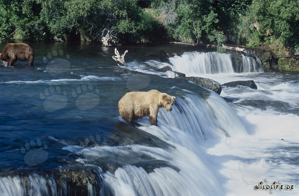 L'ours brun majestueux attend patiemment un saumon sautant