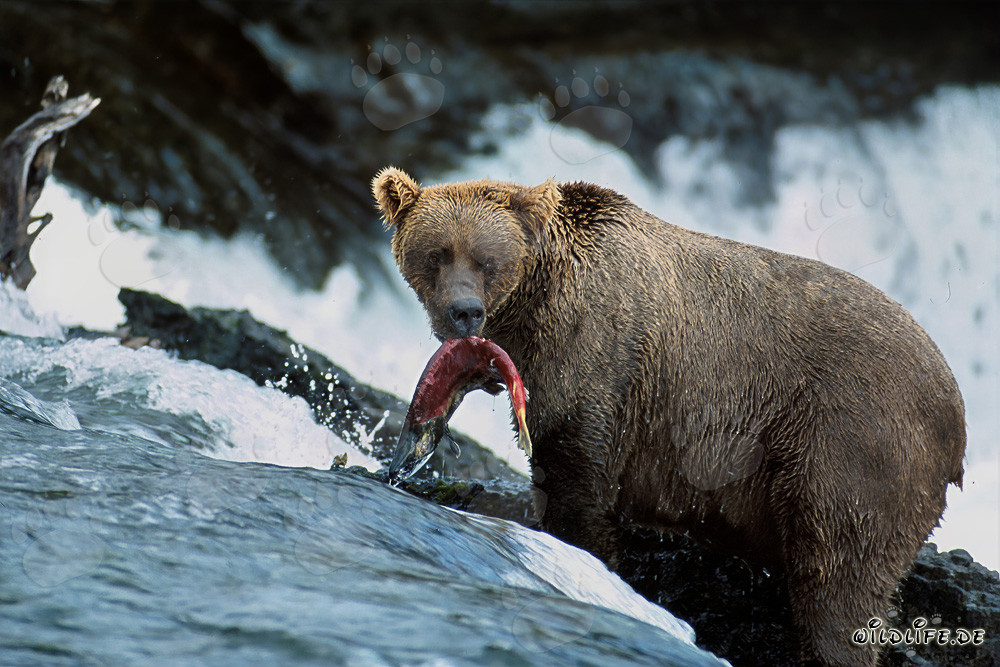 Braunbär fängt einen Lachs am Wasserfall