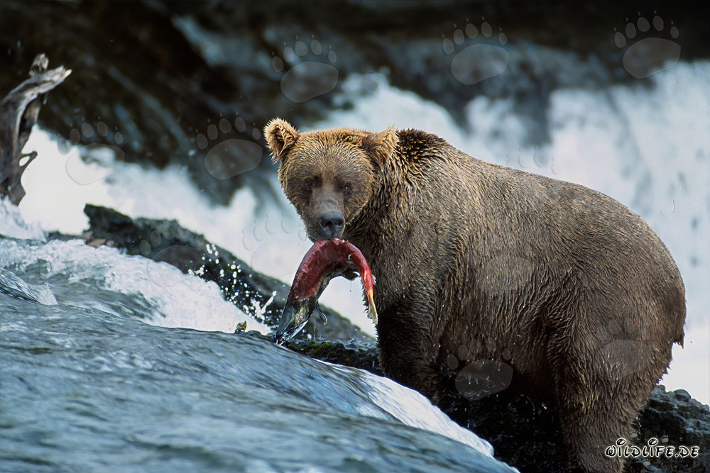 Brown bear catches a salmon at the waterfall