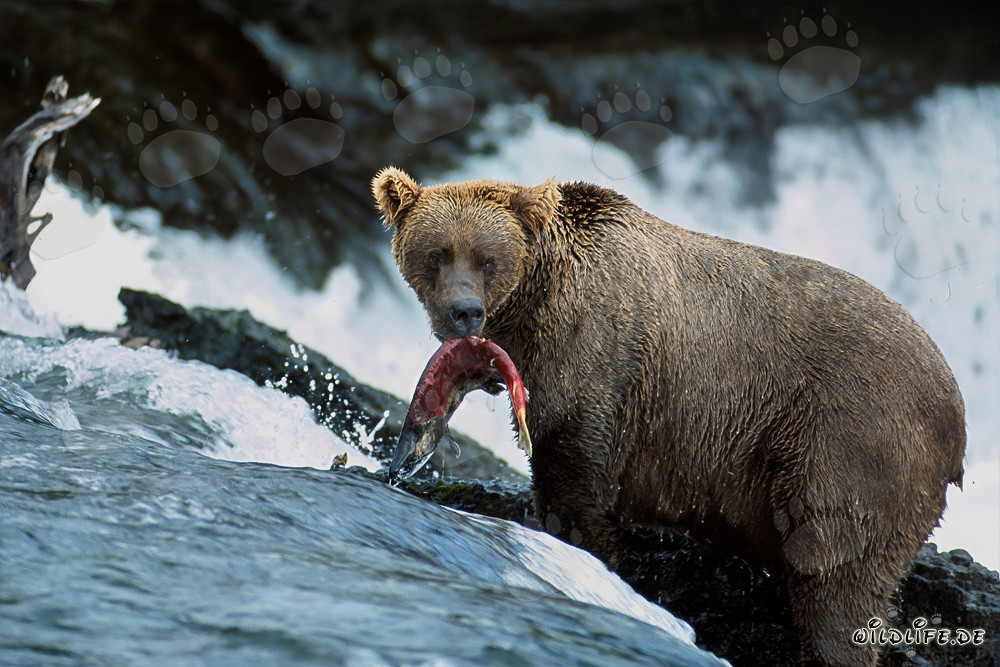 Orso bruno cattura un salmone alla cascata