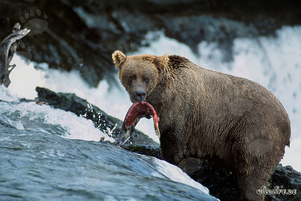 Oso pardo atrapa un salmón en la cascada