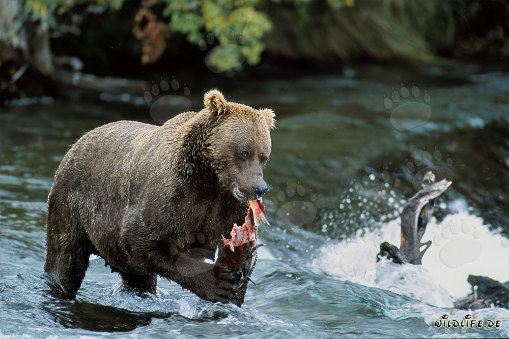 Imposanter Braunbär genießt frischen Lachs an einem Flussufer