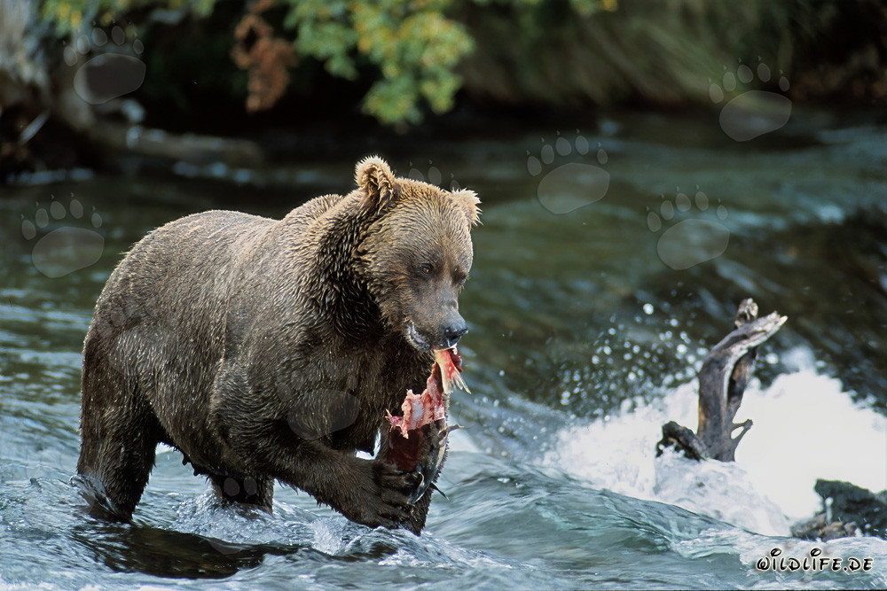 Majestic brown bear enjoys fresh salmon at a riverbank