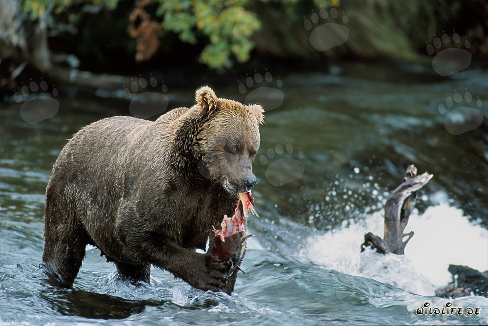 Impressionnant grizzly déguste du saumon frais au bord d'une rivière