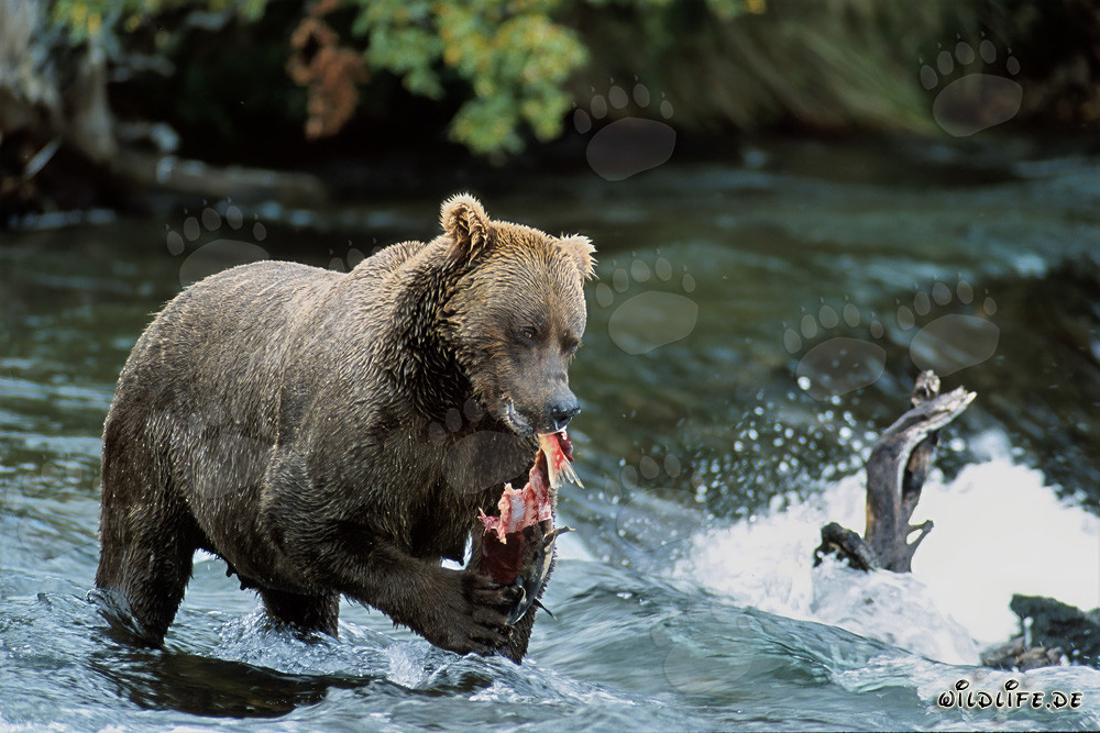 Imponente orso bruno gusta di salmone fresco sulla riva di un fiume