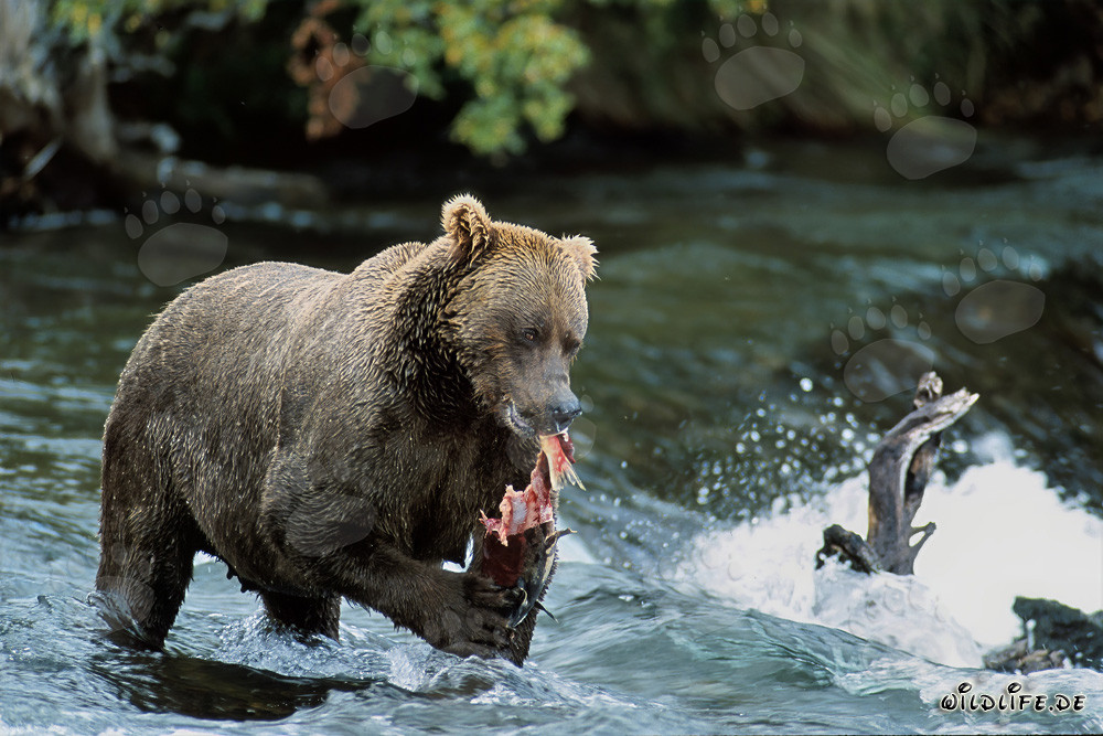 Impresionante oso pardo disfruta de salmón fresco en la orilla de un río