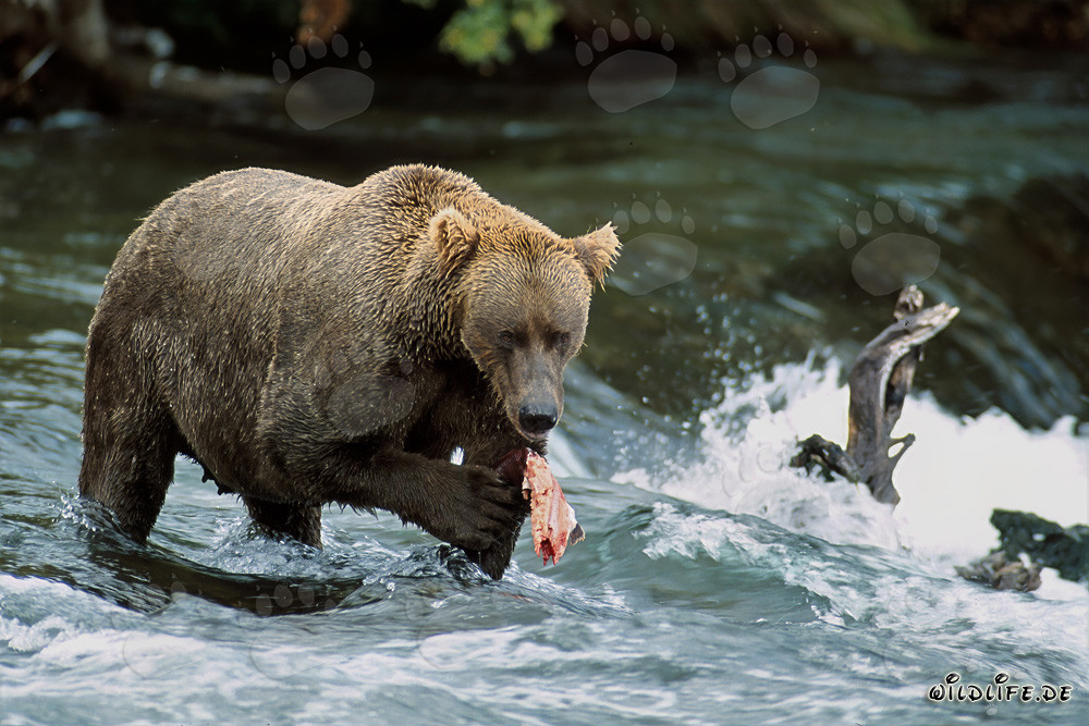 Braunbär beim Lachsfang am Wasserfall