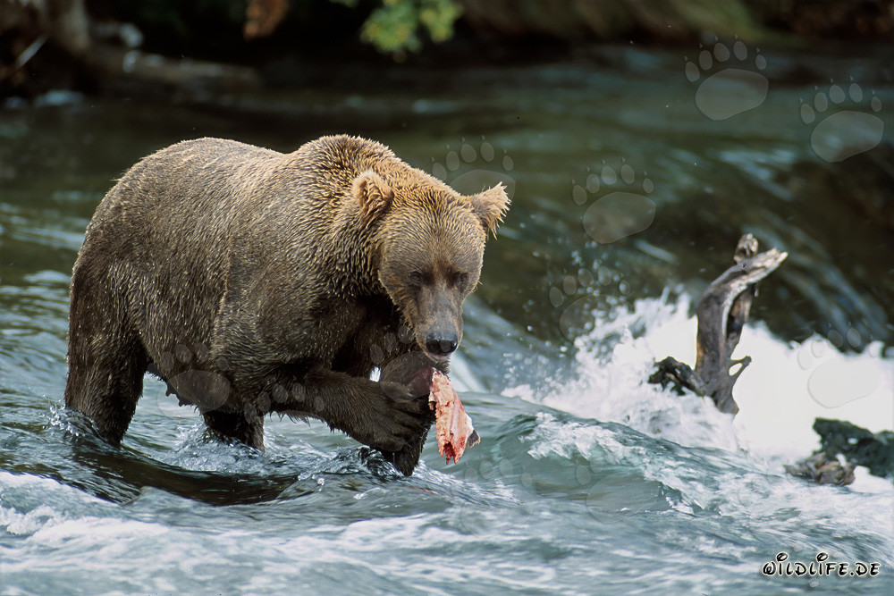 Orso bruno che pesca salmoni alla cascata