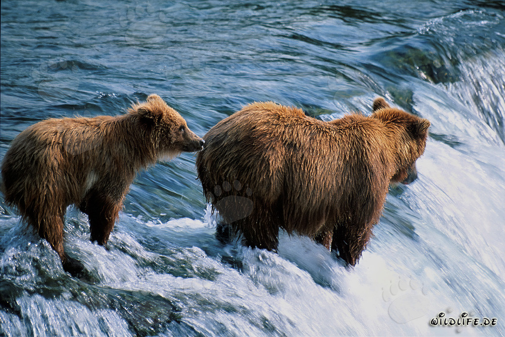 Braunbärin mit Jungbär am Brooks River Falls
