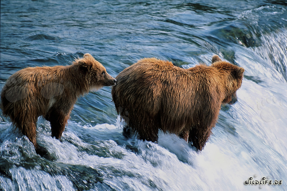 Mother Brown Bear with cub at Brooks River Falls