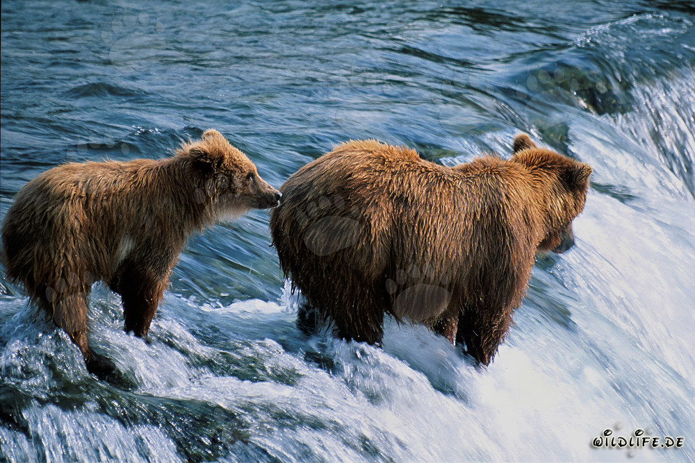 Orsa bruna con cucciolo alle cascate del fiume Brooks
