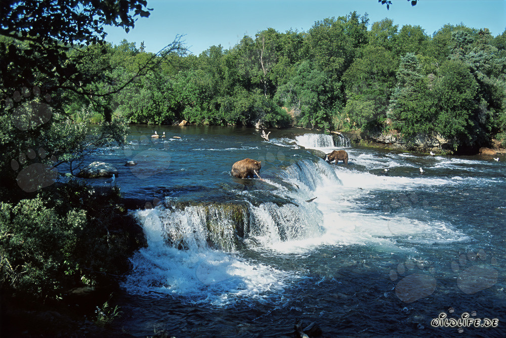 Braunbären und Lachse am majestätischen Wasserfall in Alaska