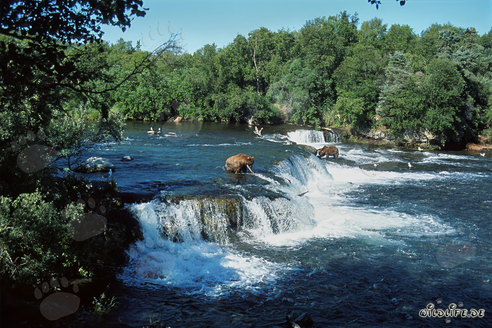 Brown Bears and Salmon at the Majestic Waterfall in Alaska