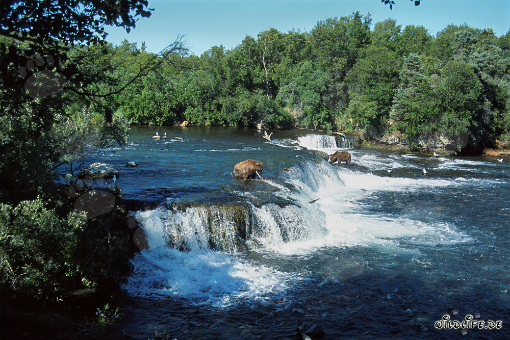 Orsi bruni e salmoni alla maestosa cascata in Alaska