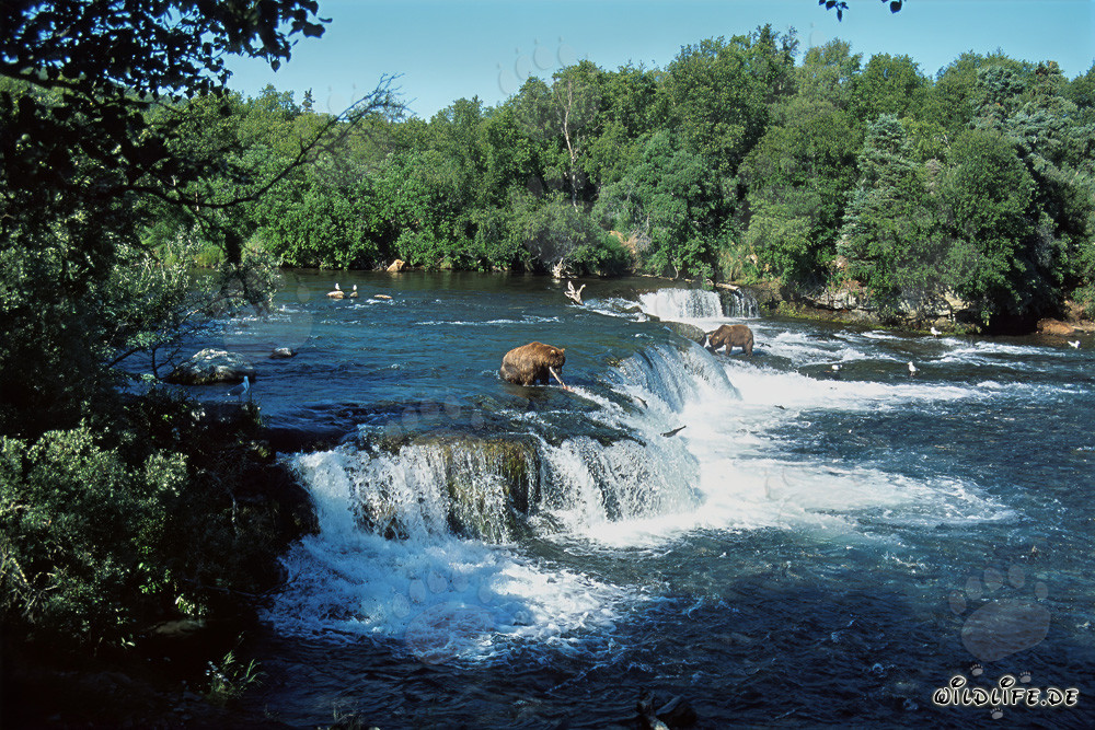 Osos pardos y salmones en la majestuosa cascada en Alaska