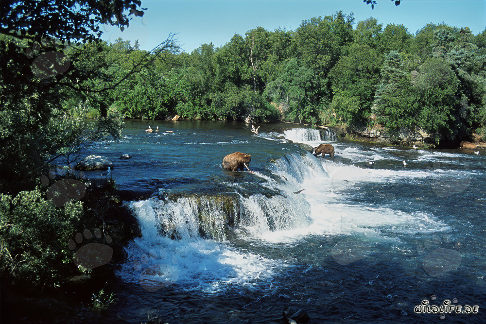 Ours bruns et saumons au majestueux cascade en Alaska