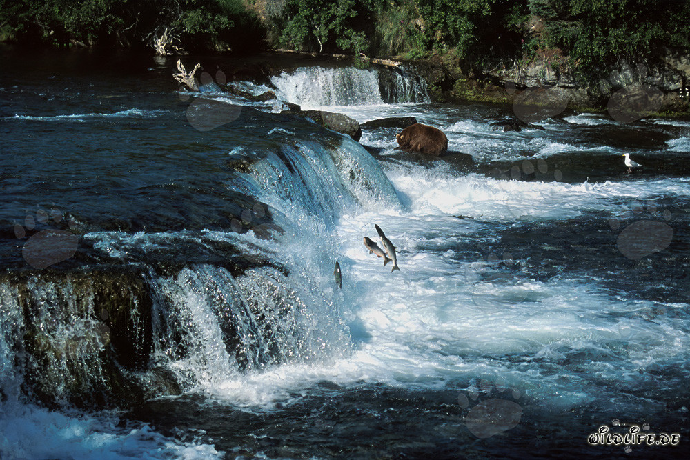 Brown bear watching jumping salmon at the majestic waterfall