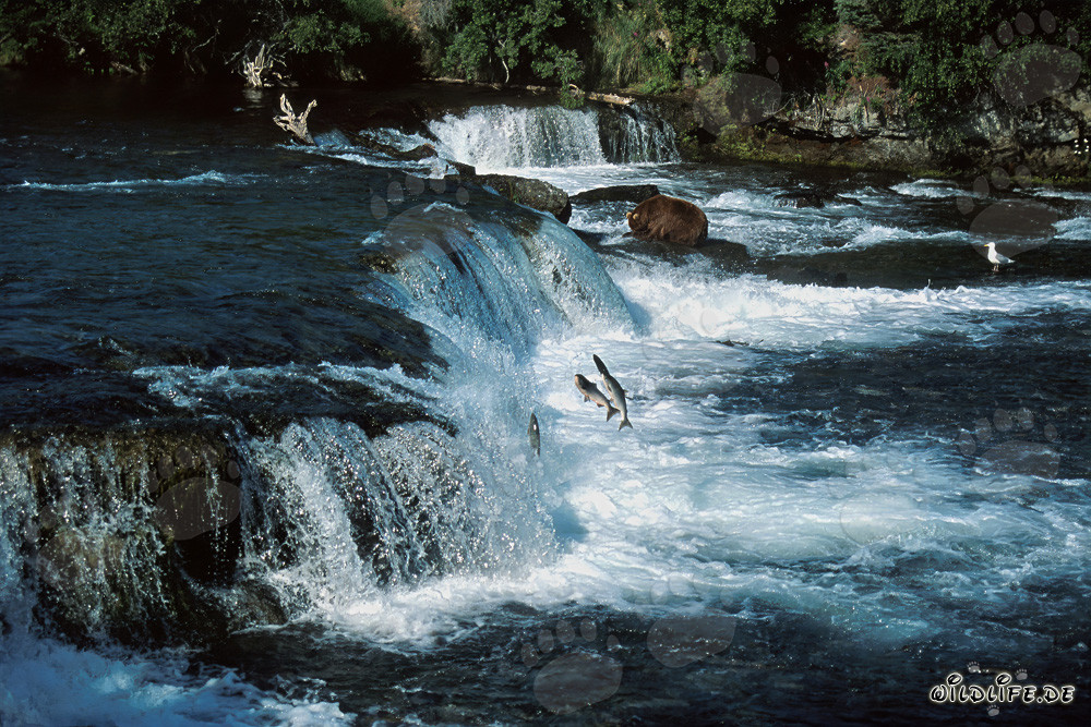 Orso bruno osserva i salmoni saltare alla maestosa cascata