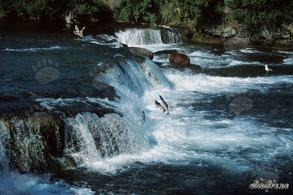 Ours brun observe les saumons sautant au majestueux cascade