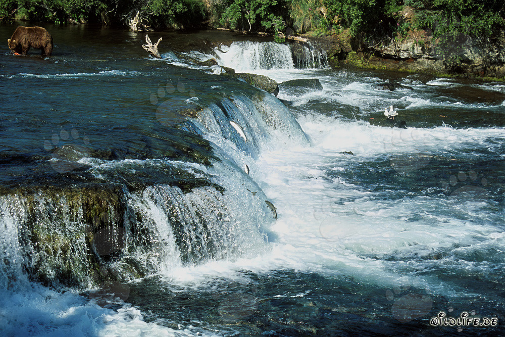 Orso bruno maestoso durante il salto del salmone alla cascata